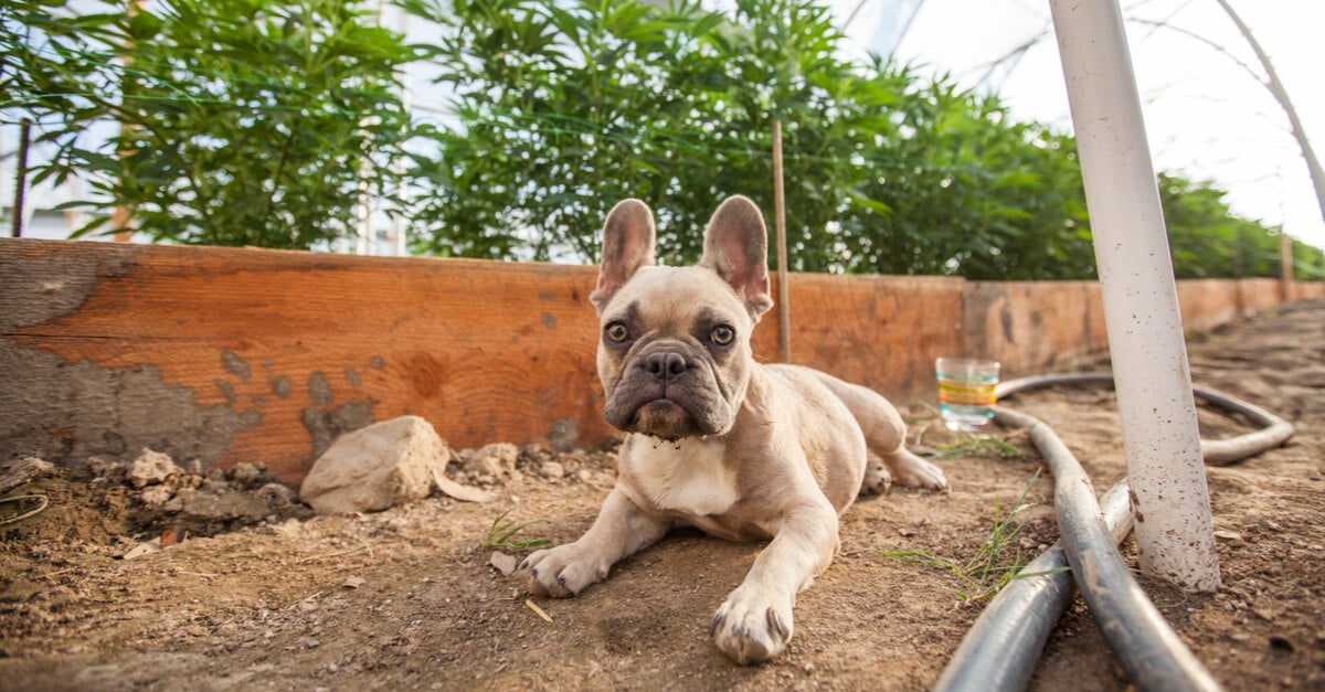 Top Questions About CBD Oil for Dogs